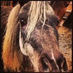 brown_gray_miniature_carriage_horse