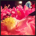memorial_auditorium_camellias