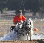 miniature_horse_carriage_competition