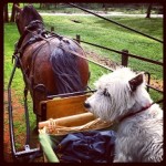 Stanford enjoys the one horse propulsion system of the carriage ride.