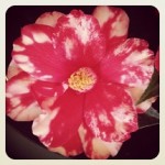 variegated_camellia
