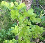 aromatic_blooming_poison_oak