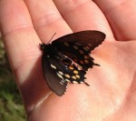 deceased_butterfly