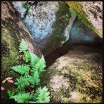 ferns_granite_instagram