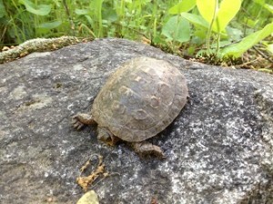 My little terrapin pond turtle friend I found on the trail.