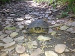 terrapin_trail_south_yuba_river_turtle