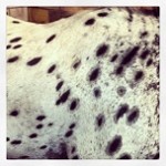 appaloosa_paint