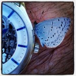 butterfly_watch
