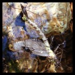 damsel_fly_water_bugs