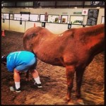 horse_grooming