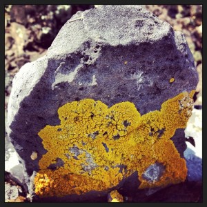 lichen_basalt