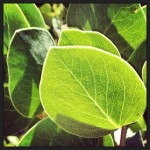 manzanita_leaves