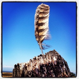 red_tail_feather_fence_post