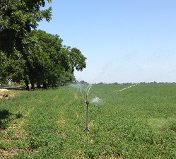 Delta_alfalfa_irrigation