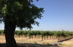 Wine grape production has been increasing in the Delta.