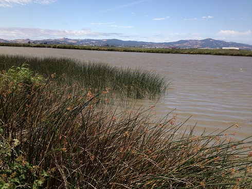 goat_island_suisun_marsh - IMK