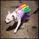 Rainbow paper skirt of a little puppy dog.