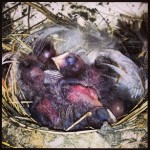 A nest of baby swallows on Grizzly Island