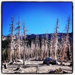 Conifer trees overcome by CO2 released by earthquakes next to Horseshoe Lake.