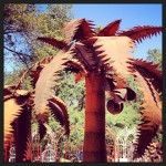 palm_tree_bellflower_gardens