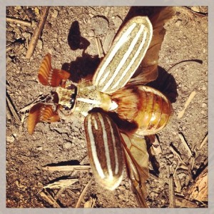 scarab_beetle