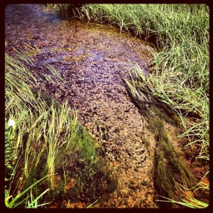 trout_stream_big_meadow