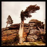 Wind swept juniper and granite near Donner Peak.