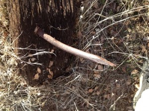 Half inch diameter spike through wood timber, Wild Goose Flats