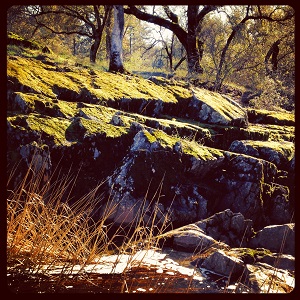 Moss covered rocks along upper Knickerbocker water falls.