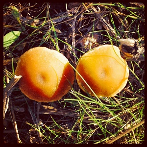 Colorful mushrooms along the deer trail.