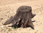 Well preserved oak tree stump and tap root at Folsom Lake. 60 years after the lake was filled.