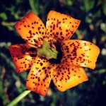 One of the many wildflowers, tiger Lilly, on Hurricane Ridge at Olympic National Park.