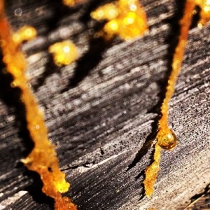 Yellow amber sap leaks from a gray pine cut a part after it topple across the Negro Bar Road Trail years ago.