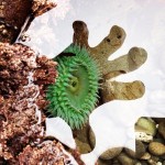 Sea anemone grows out of the shadow of my hand in a tide pool. Rialto Beach, Olympic National Park.