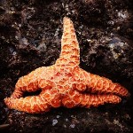 A starfish gives me the middle finger.