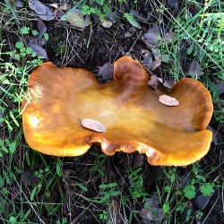 Giant beautiful shelf fungus growing from a road cut on Rodgers Gang Trail.