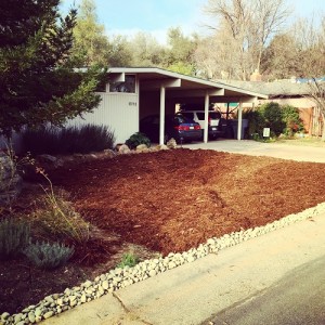 Front covered in shredded cedar and rock smothering the existing grass before we installed the pathway.