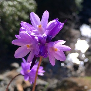 Purple_wildflower_knickerbocker_canyon