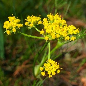 Yellow_composite_wildflower_Knickerbocker_creek_trail