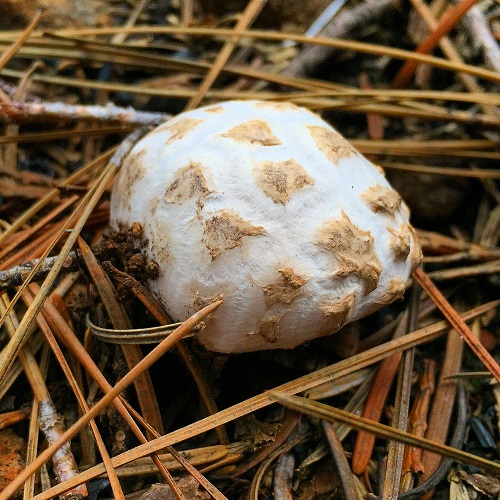 Giant_Western_Puff_ball_mushroom