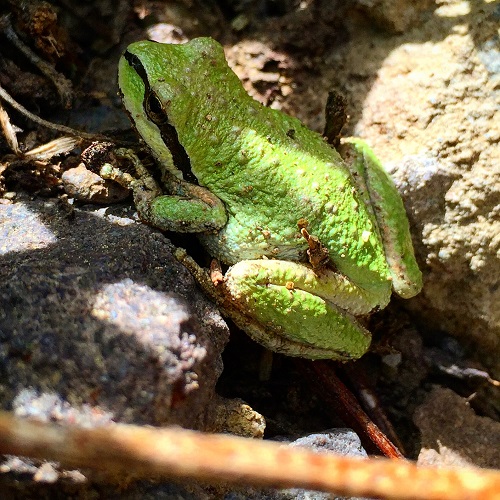 Pacific_Crest_Trail_tree_frog