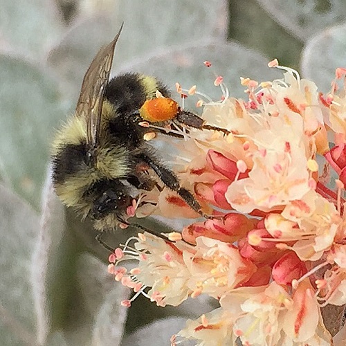 granite_chief_pollen_flowers_bees