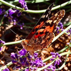 Image of a butterfly on lavender, copyright free, taken by Kevin Knauss, posted on InsureMeKevin Instagram account.