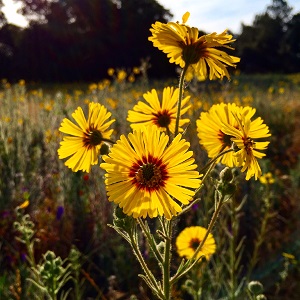 Copyright free image of yellow wildflowers. taken by Kevin Knauss, posted to InsureMeKevin Instagram account.