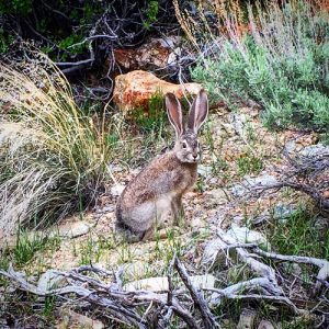 A jack rabbit, not too fearful of the many visitors to Bodie State Park, poses for a picture.