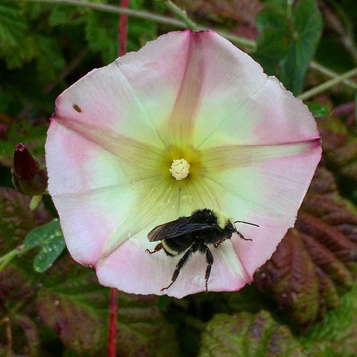 Bumble Bee, flower, Morning Glory, Marin, Hiking, Trails