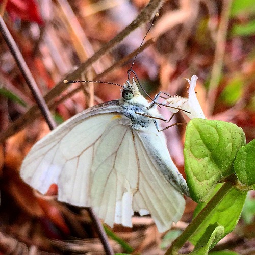 White Butterfly, proboscis, Marin, Hiking, Trails, Nature