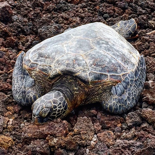 Turtles, Hawaii, Animals