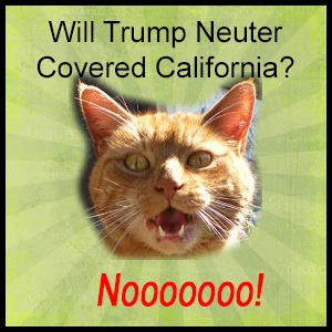 Covered California, Trump, Tax, Credits, Subsidy, ACA, Obamacare, Cat, neuter