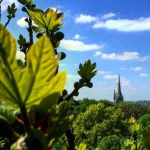 30 Church Sprire Fig Leaves Greenwich